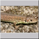 Lacerta agilis - Zauneidechse w19.jpg